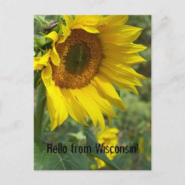 Carte Postale fleur (Devant)