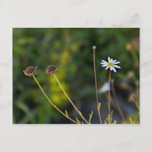 Carte Postale Fleur