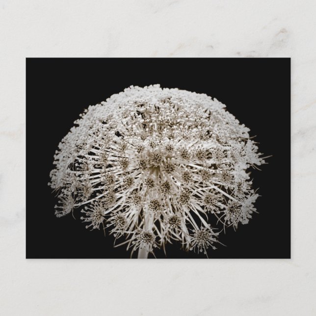 Carte Postale Fleur (Devant)