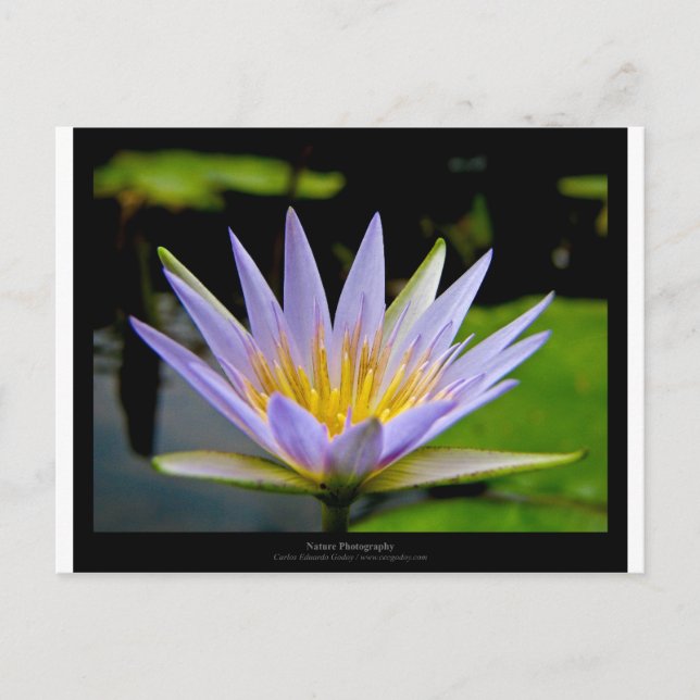 Carte Postale Fleur 026 Lys d'eau bleue (Devant)