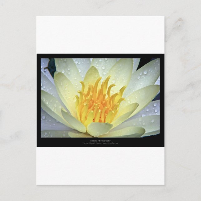 Carte Postale Fleur 061 Lys d'eau blanche (Devant)