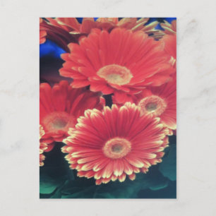 Carte Postale Fleur à pointe blanche