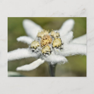 Carte Postale Fleur alpine Edelweiss