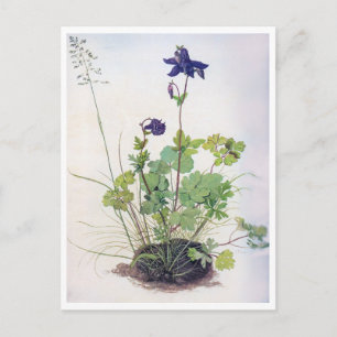 Carte Postale Fleur Aquilegia vulgaris, Albrecht Durer