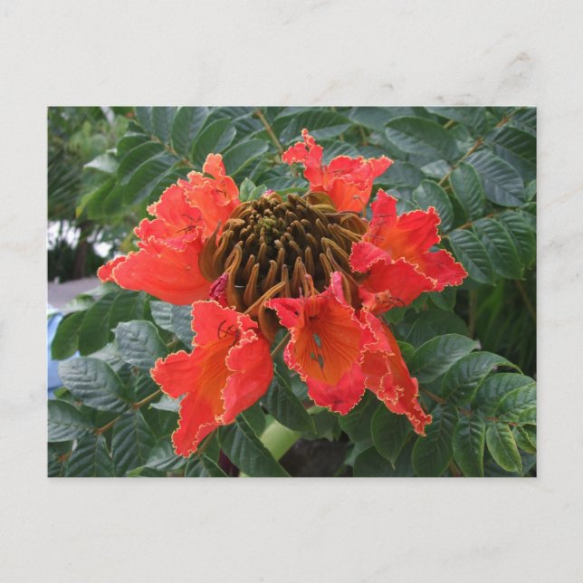 Carte Postale Fleur Belize (Devant)