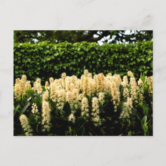 Carte Postale Fleur blanche (Devant)