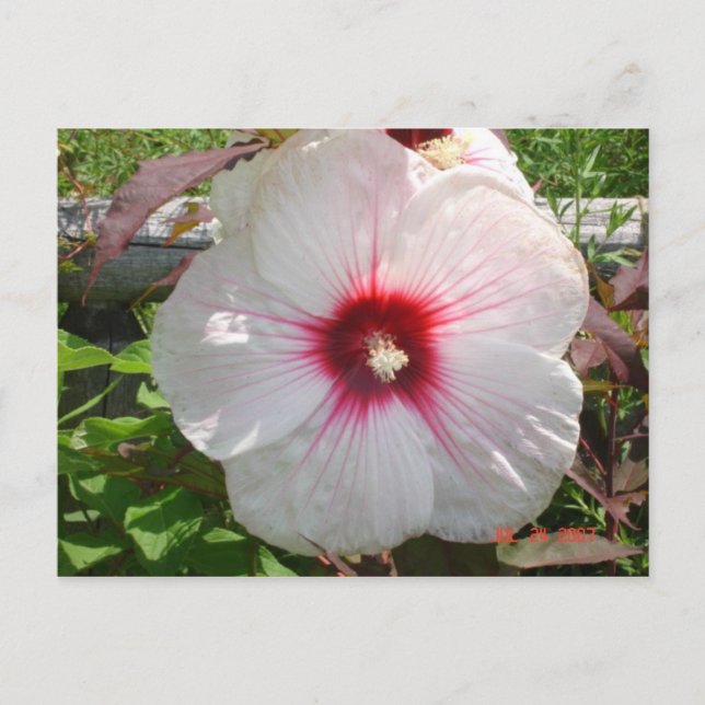 Carte Postale Fleur blanche (Devant)