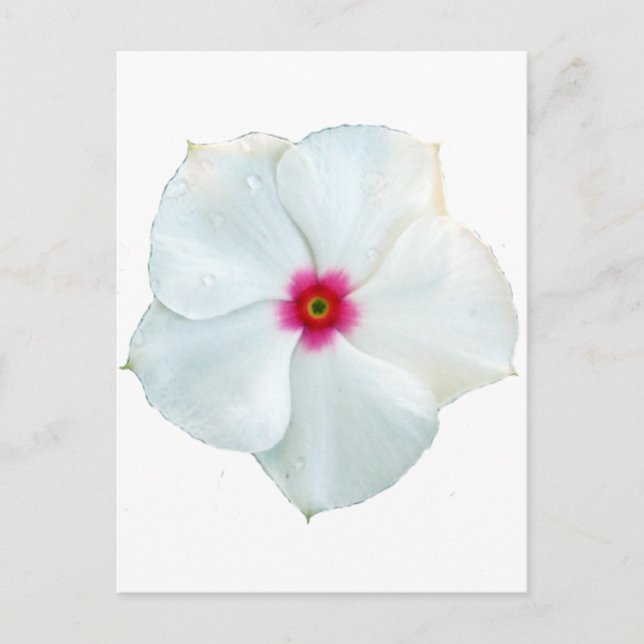 Carte Postale fleur blanche (Devant)