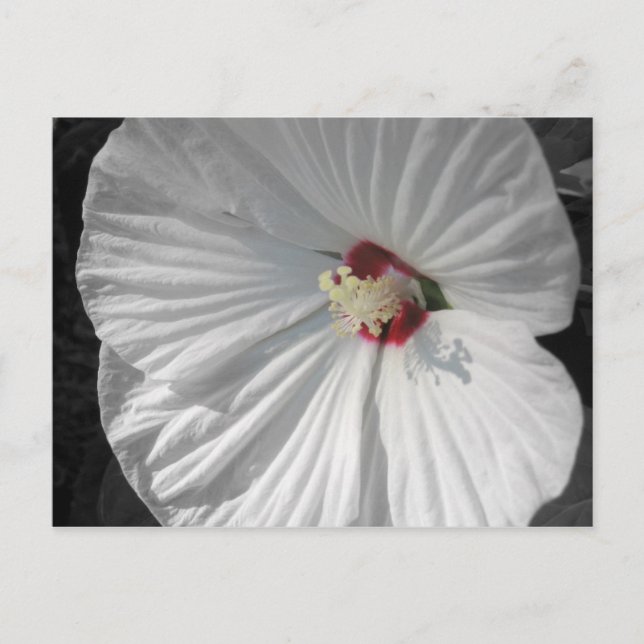 Carte Postale fleur blanche (Devant)