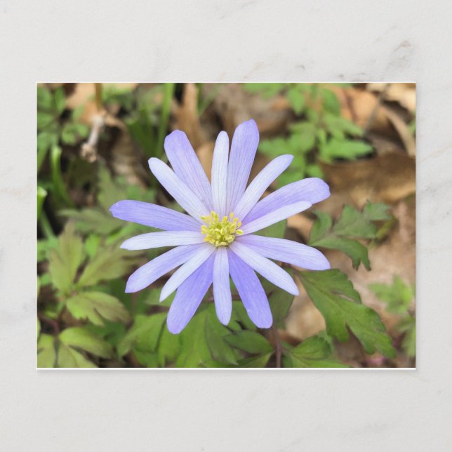 Carte Postale Fleur blanche bleu ciel (Devant)
