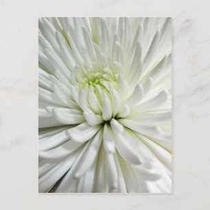 Carte Postale Fleur blanche Chrysanthemum Fleur Fleurs Photo