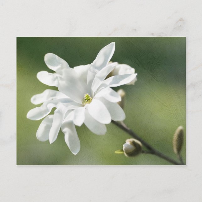 Carte Postale Fleur blanche de Magnolia (Devant)