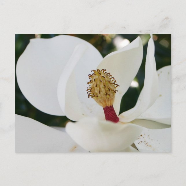 Carte Postale Fleur blanche de magnolia du sud fleurit de près (Devant)
