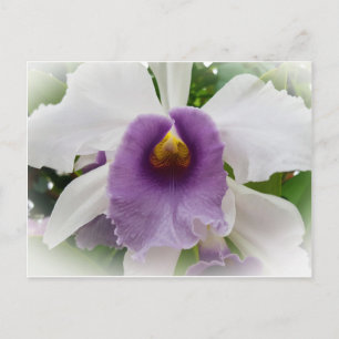 Carte Postale Fleur blanche d'orchidée de Cattleya