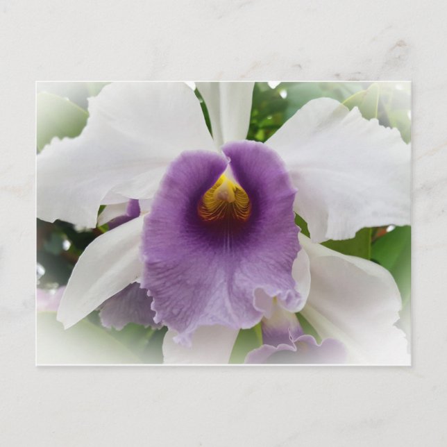 Carte Postale Fleur blanche d'orchidée de Cattleya (Devant)
