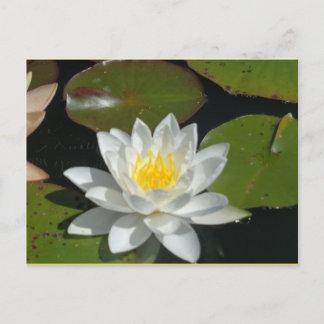 Carte postale Fleur blanche et jaune