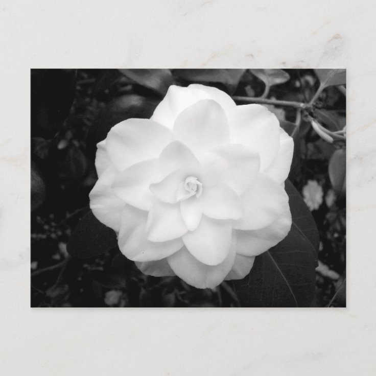 Carte Postale Fleur blanche. (noir et blanc) | Zazzle.fr