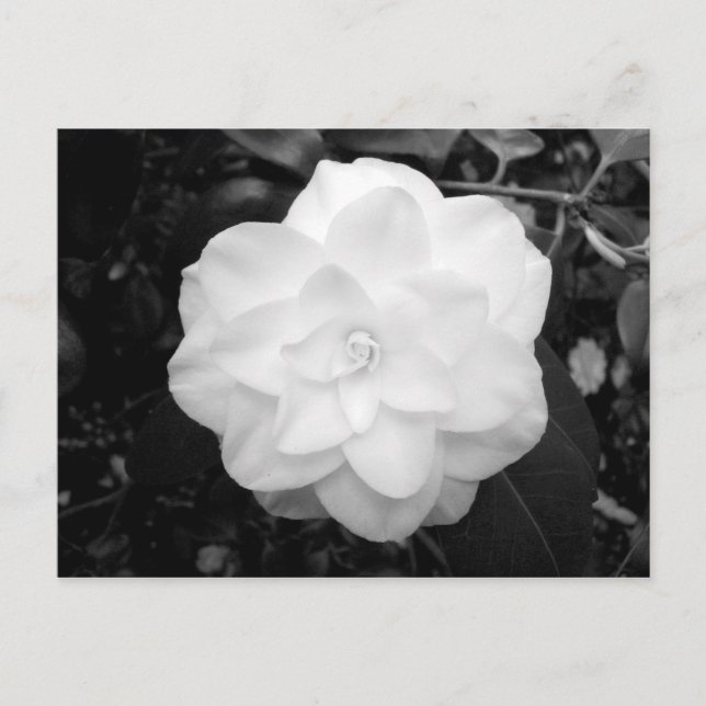 Carte Postale Fleur blanche. (noir et blanc) (Devant)
