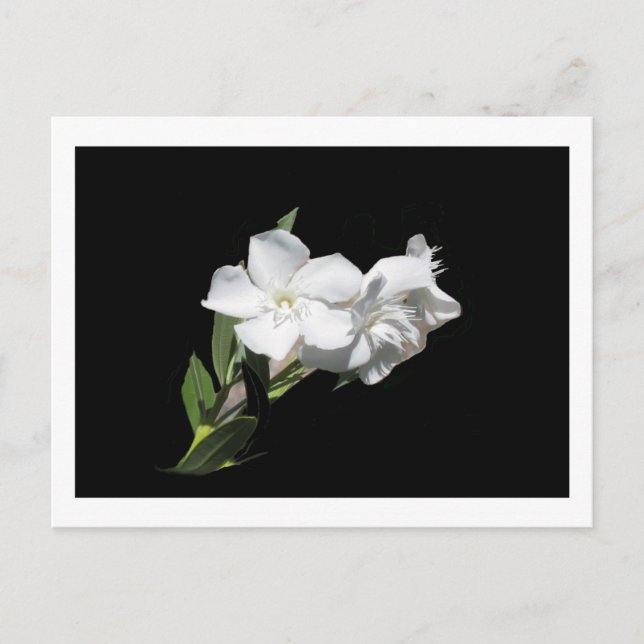 Carte Postale Fleur blanche - Oleander - sur Noir (Devant)