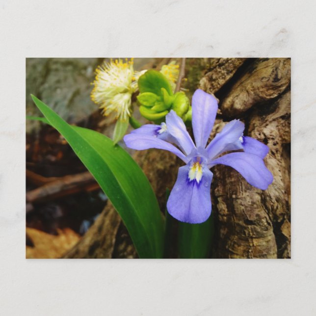 Carte Postale Fleur blanche pourpre bleu Iris (Devant)
