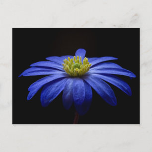 Carte Postale Fleur bleue