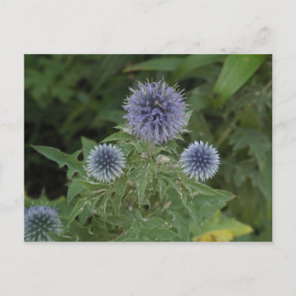 Carte Postale fleur bleue