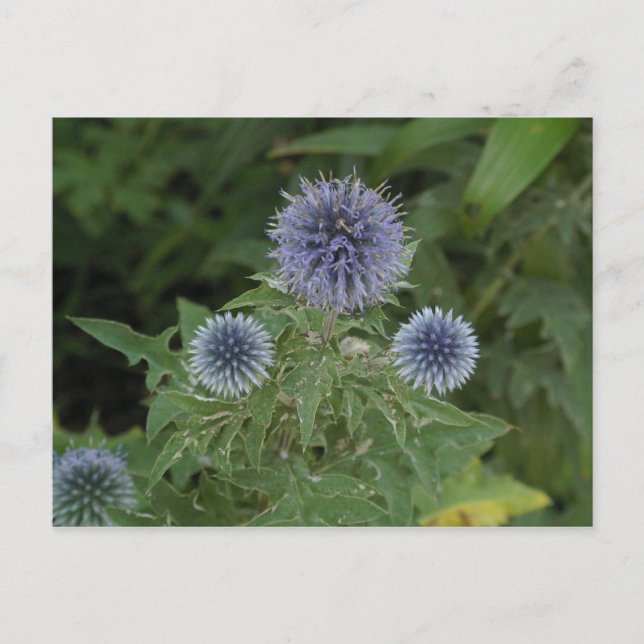 Carte Postale fleur bleue (Devant)