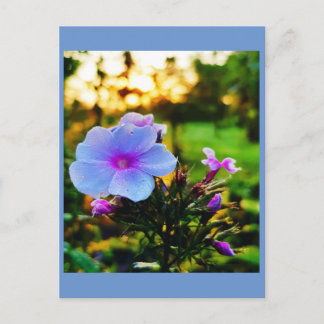 Carte Postale Fleur bleue