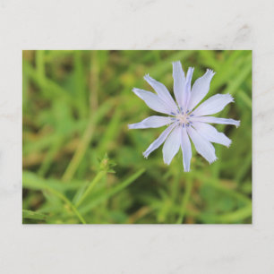 Carte Postale Fleur bleue #3