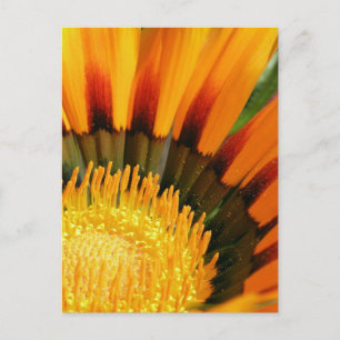 Carte Postale Fleur Botanique Trésor Radiant Photo