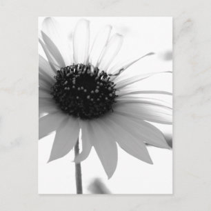 Carte Postale Fleur BW transparente