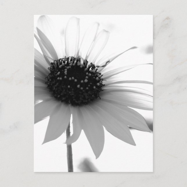 Carte Postale Fleur BW transparente (Devant)