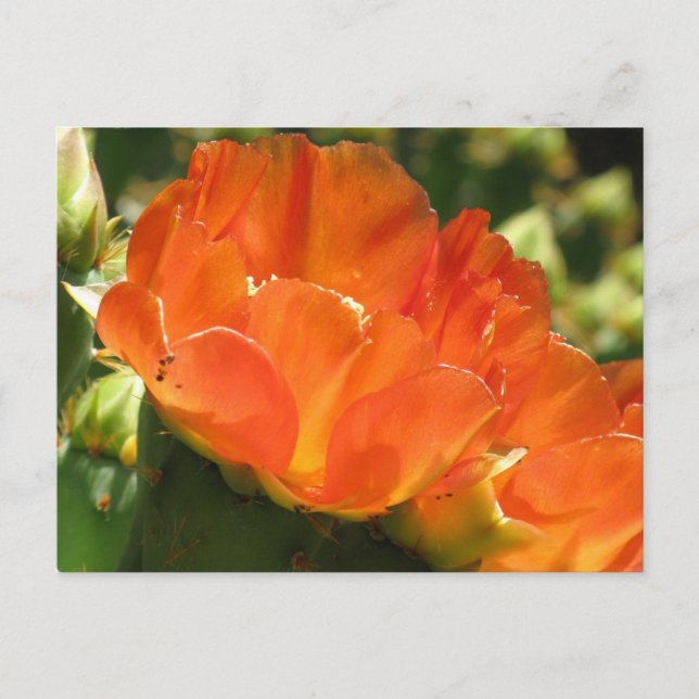 Carte postale Fleur Cactus (Devant)