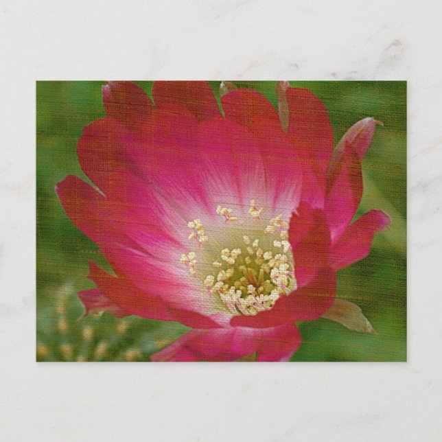 Carte Postale Fleur Cactus (Devant)