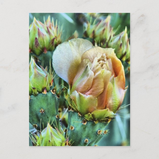 Carte Postale Fleur Cactus (Devant)
