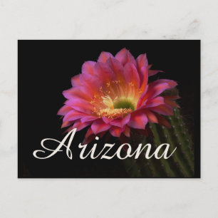 Carte Postale Fleur Cactus Delight, Arizona