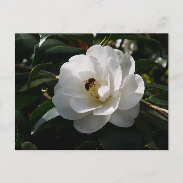 Carte postale Fleur Camellia blanche (Devant)