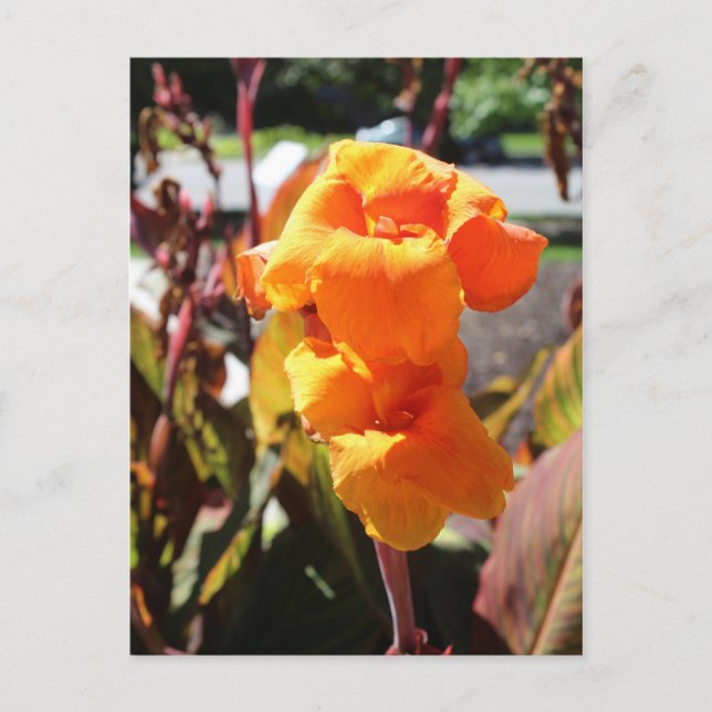 Carte Postale Fleur Canna Lily (Devant)