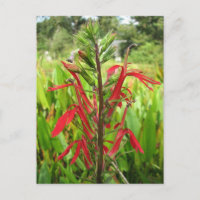 Fleur cardinale, Lobelia cardinalis