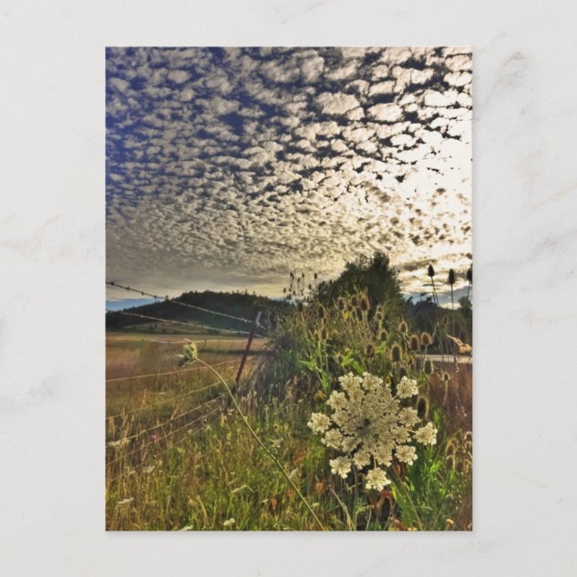 Carte Postale Fleur champ (Devant)