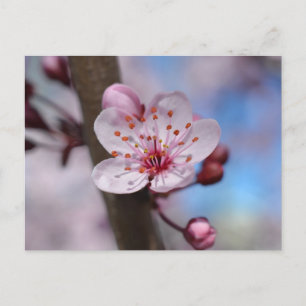 Carte Postale Fleur Cherry Blossom