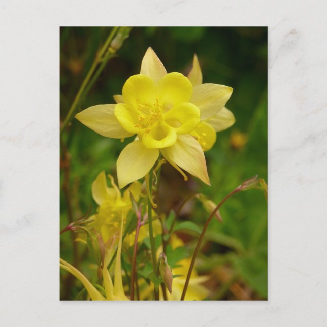 Carte postale Fleur Colonne Jaune (Devant)