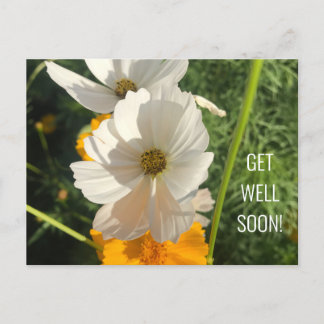CARTE POSTALE FLEUR COSMO BLANCHE REMETTEZ-VOUS BIEN
