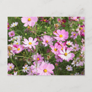 Carte Postale Fleur Cosmos (Bidens Formosa). Kirkwood
