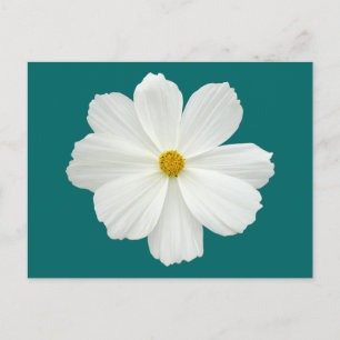 Carte Postale Fleur Cosmos Blanc