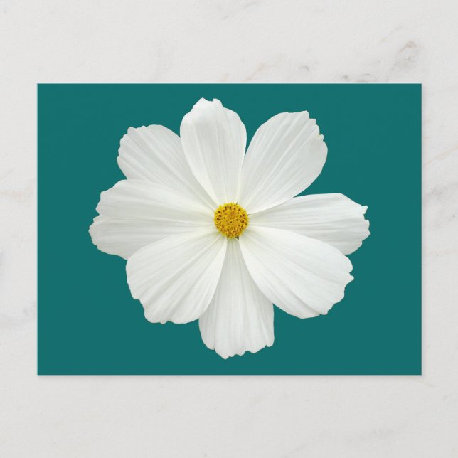 Carte Postale Fleur Cosmos Blanc (Devant)