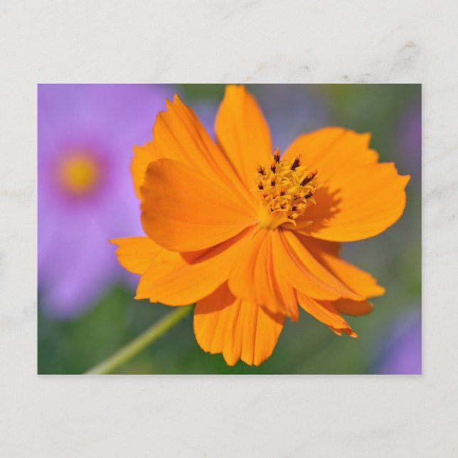 Carte Postale Fleur cosmos orange (Devant)