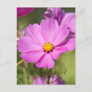 Carte Postale Fleur Cosmos Rose 2