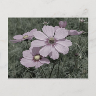Carte Postale Fleur Cosmos Rose Poulu Noir Et Blanc