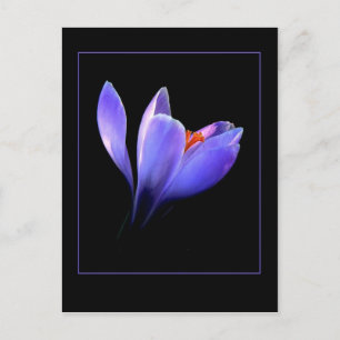 Carte Postale Fleur CROCUS pourpre